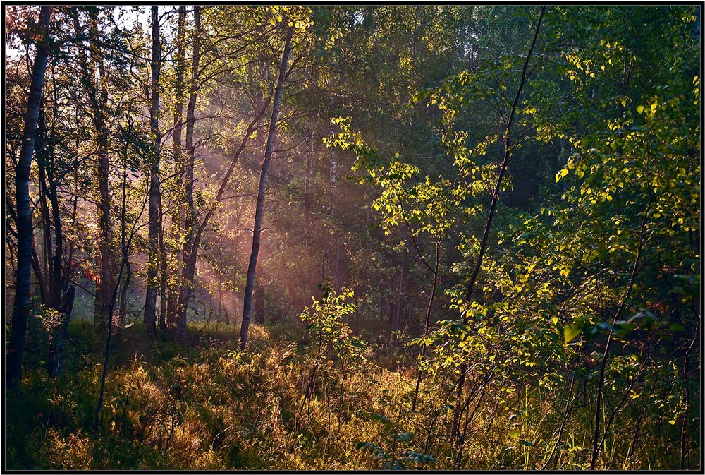 фото "Утренний свет." метки: пейзаж, лес, лето