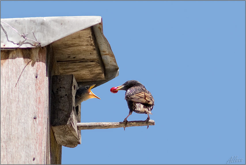 photo "***" tags: nature, genre, wild animals