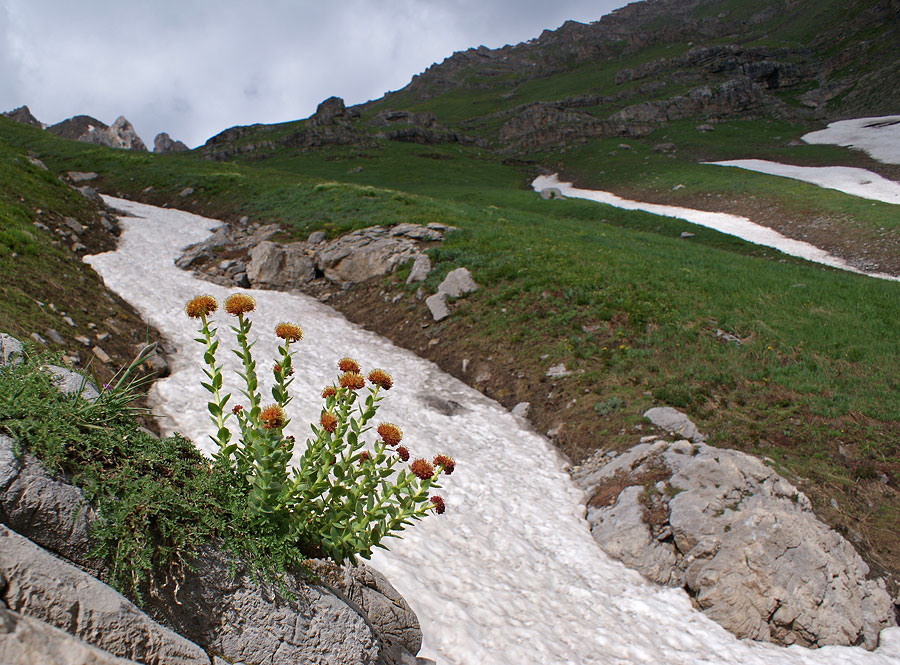 фото "Родиола" метки: пейзаж, природа, горы, цветы