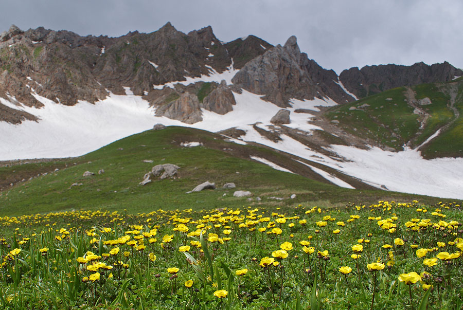 photo "***" tags: landscape, nature, flowers, mountains