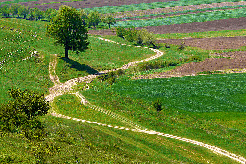 фото "Road" метки: пейзаж, весна, дерево, дорога, поле