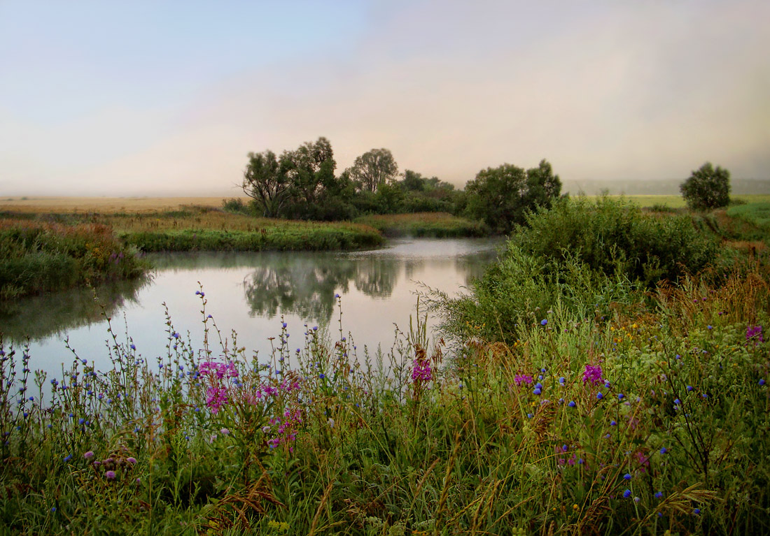 photo "while blooming .. Ivan tea .." tags: landscape, summer