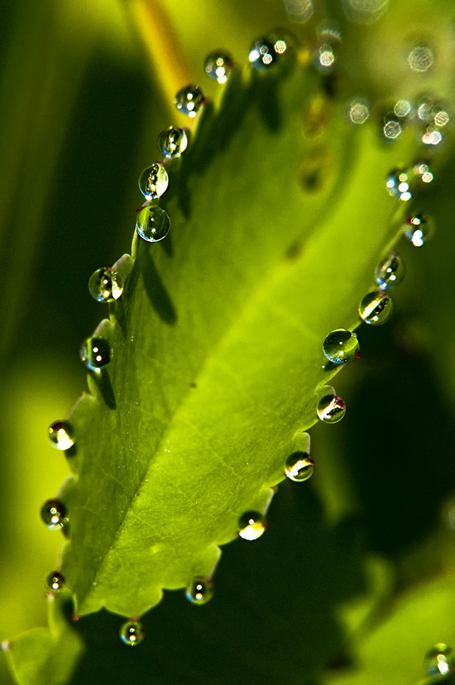 photo "***" tags: macro and close-up, nature, flowers