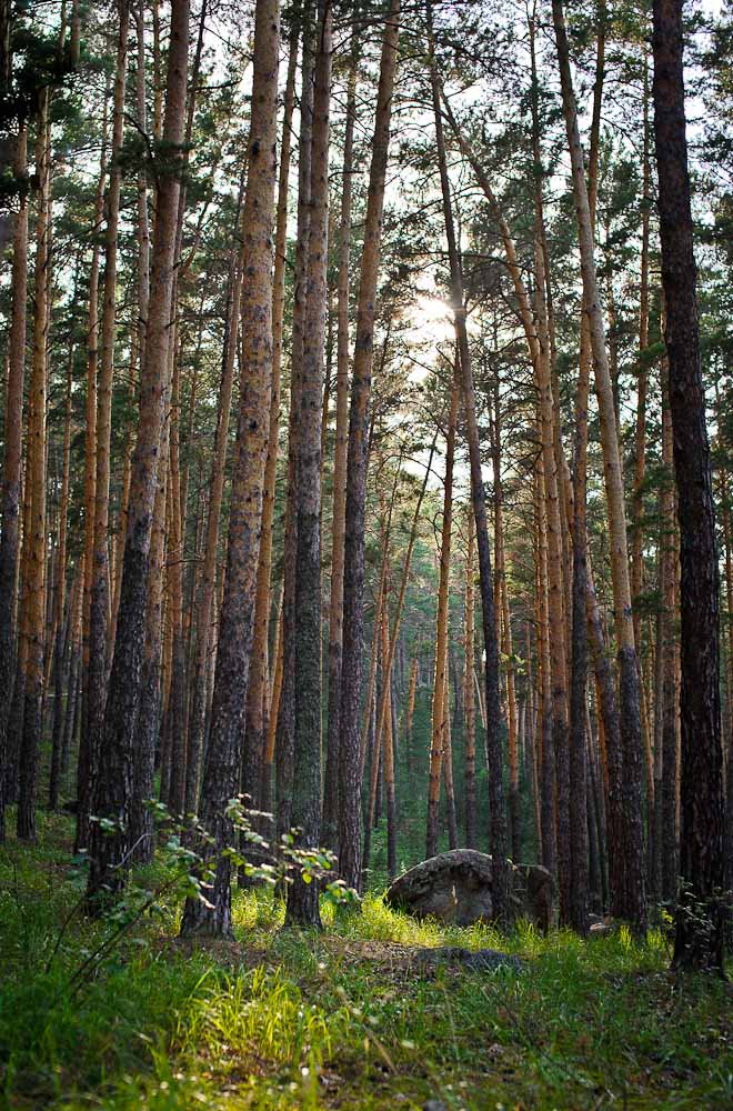 photo "***" tags: landscape, forest