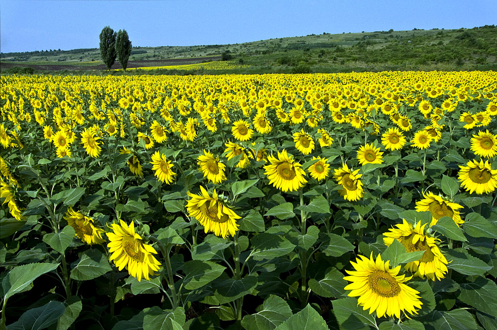 photo "Facing east" tags: landscape, nature, flowers, summer, sunflower