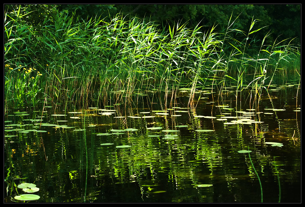 photo "***" tags: landscape, summer, water