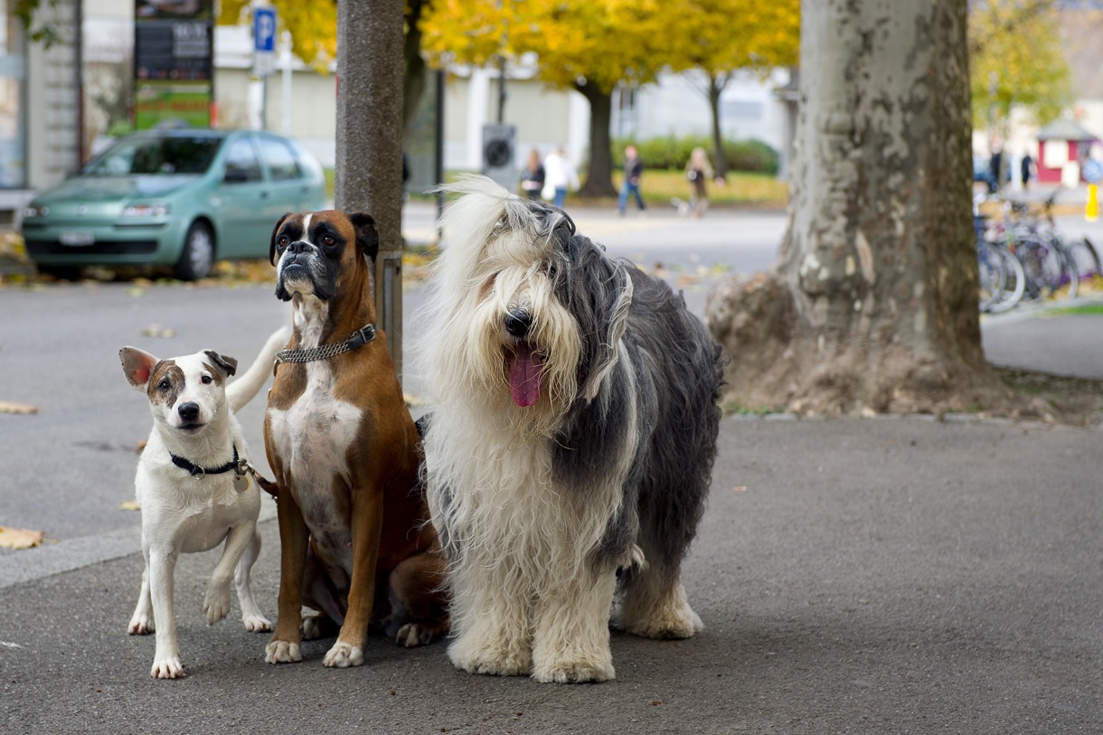 photo "un pour tous tous pour un" tags: nature, city, pets/farm animals