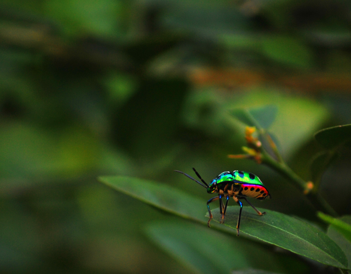 photo "LADYBUG" tags: , 