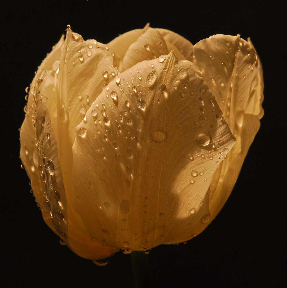 photo "wet tulip" tags: nature, flowers