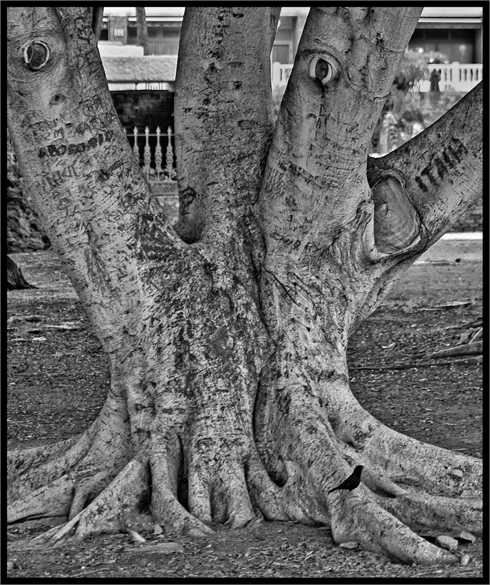 photo "Tree life" tags: nature, misc., 