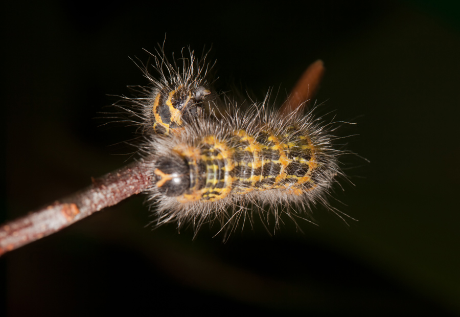 photo "***" tags: nature, macro and close-up, insect