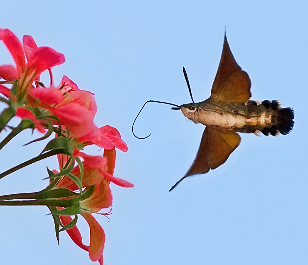 фото "На подлете" метки: природа, насекомое, цветы