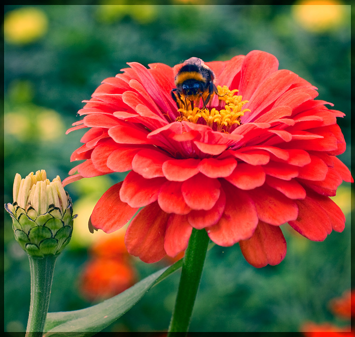 photo "Lunchtime" tags: nature, insect