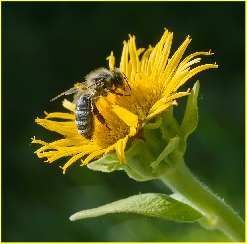 фото "пчелка" метки: макро и крупный план, 