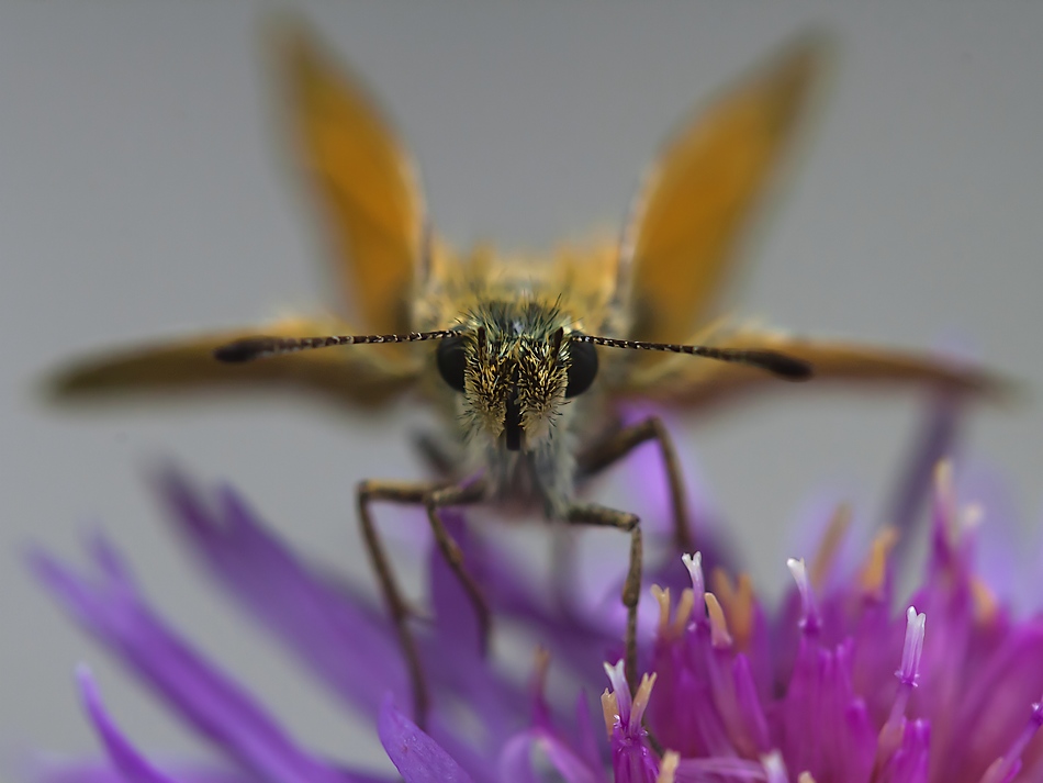 photo "***" tags: nature, macro and close-up, insect