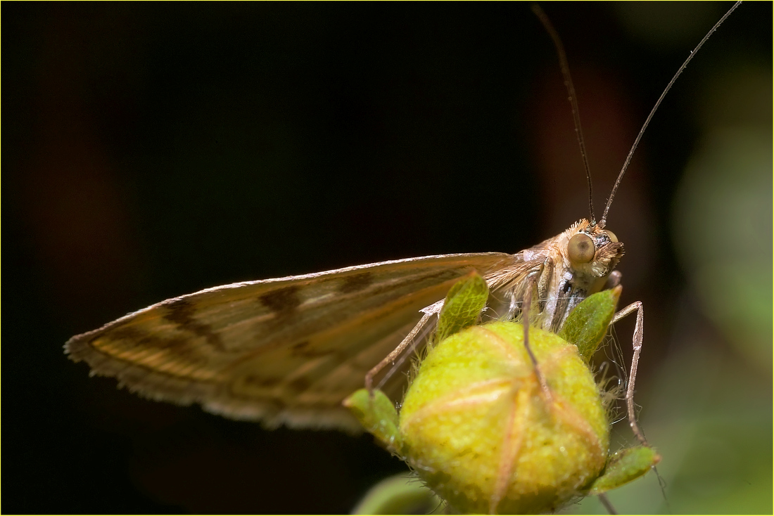 photo "***" tags: macro and close-up, 