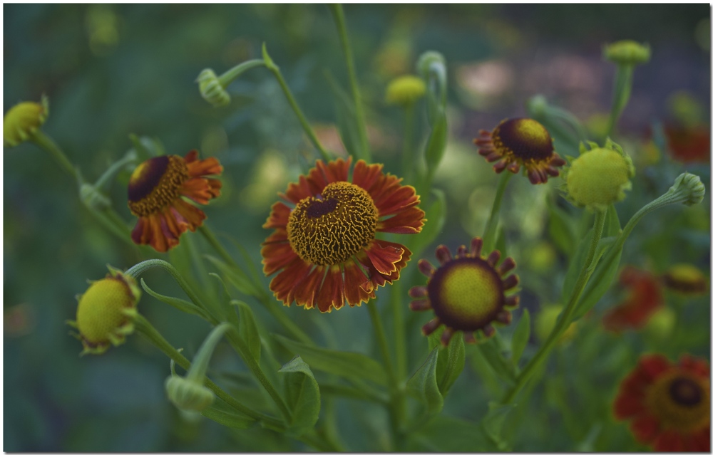 photo "***" tags: nature, flowers