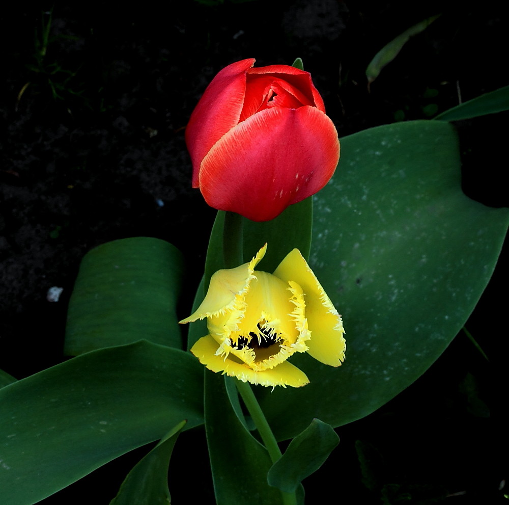 photo "Tenderness" tags: nature, flowers