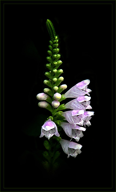 photo "***" tags: nature, flowers