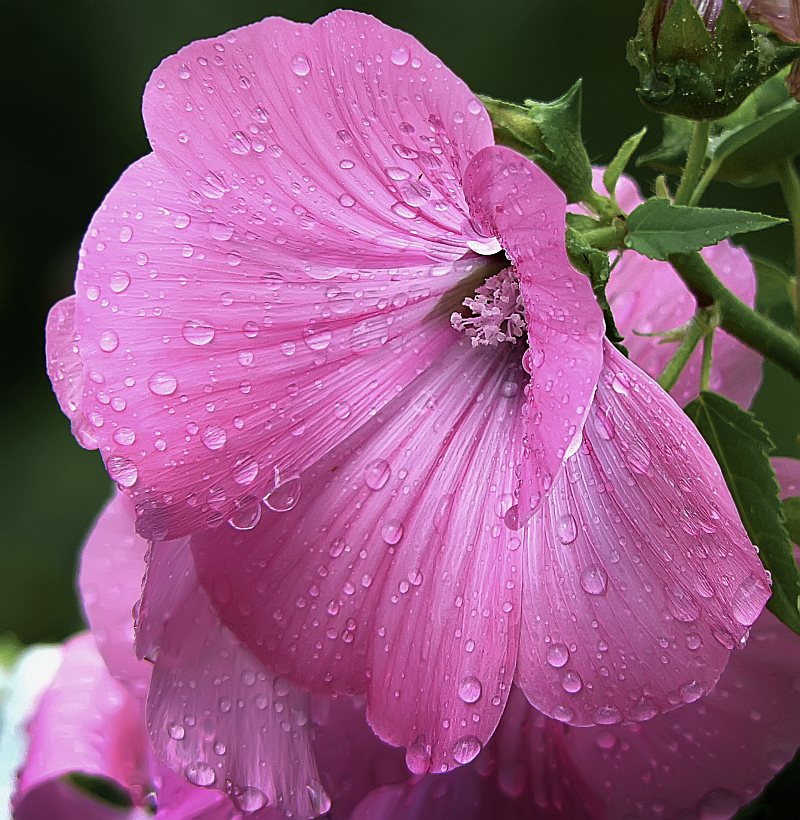 photo "After the rain" tags: macro and close-up, nature, flowers