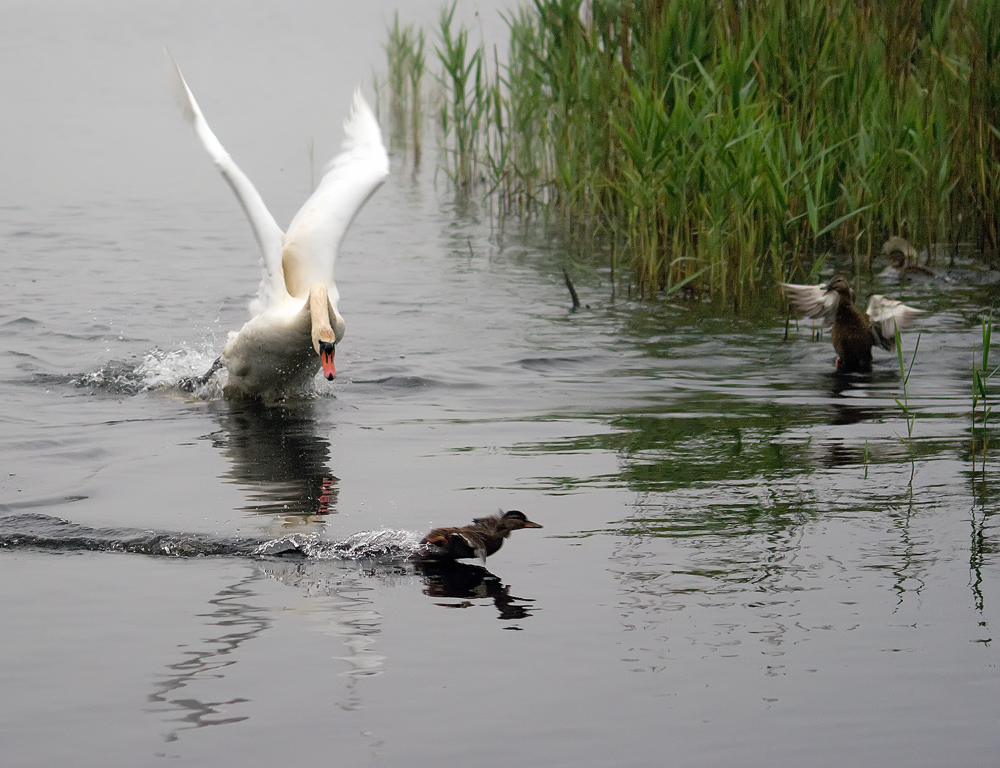 photo "***" tags: nature, wild animals