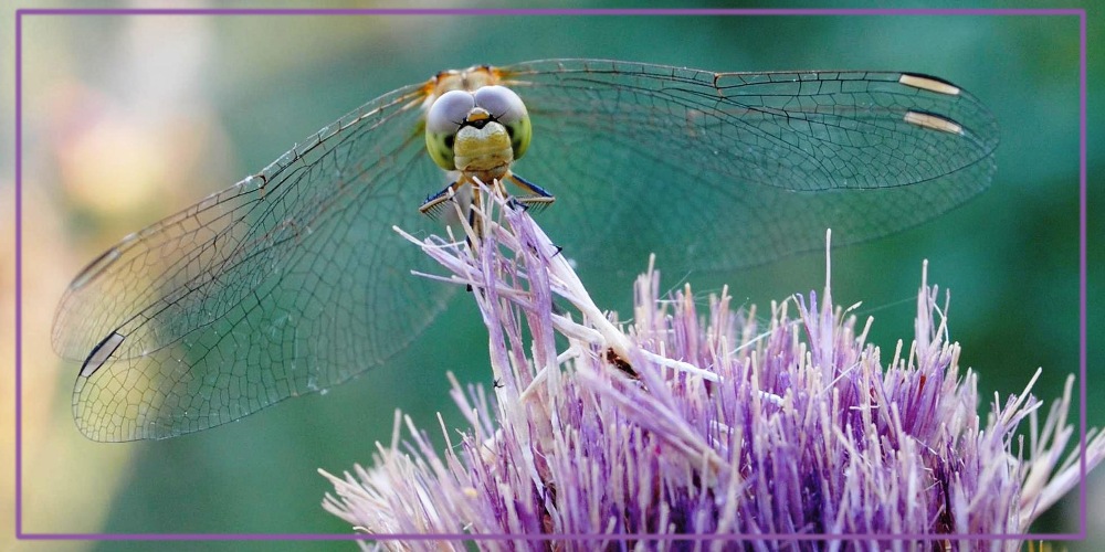 photo "***" tags: nature, insect