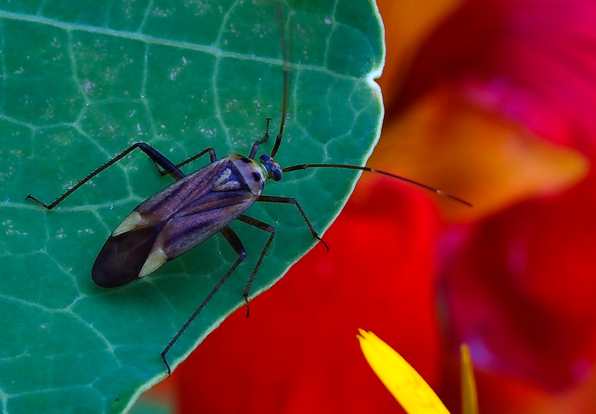 photo "To the edge" tags: nature, macro and close-up, insect