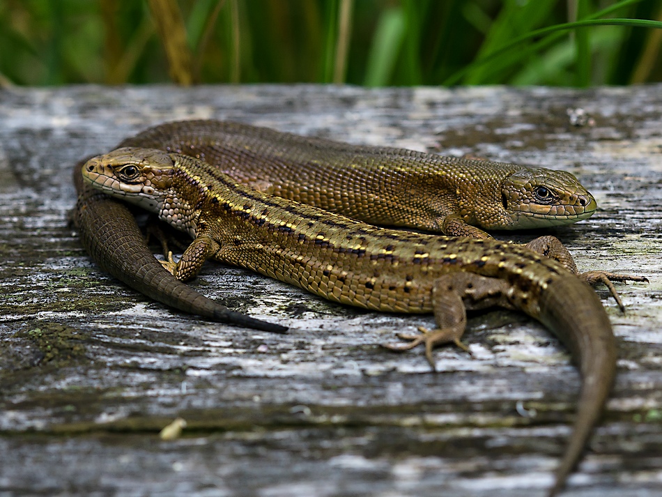 photo "***" tags: nature, wild animals