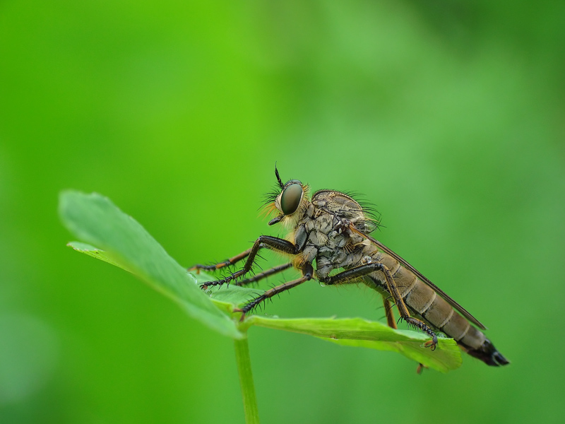 фото "robber fly" метки: макро и крупный план, природа, насекомое
