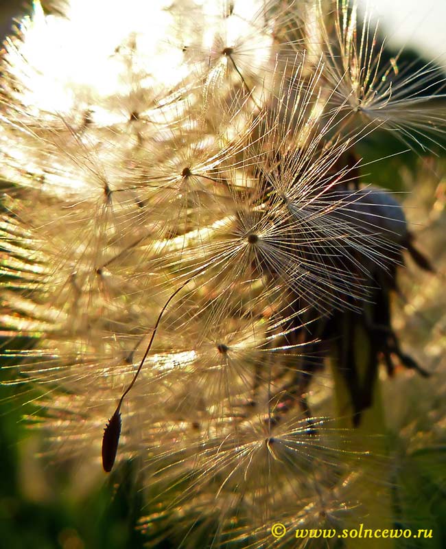 фото "Одуванчик" метки: природа, цветы
