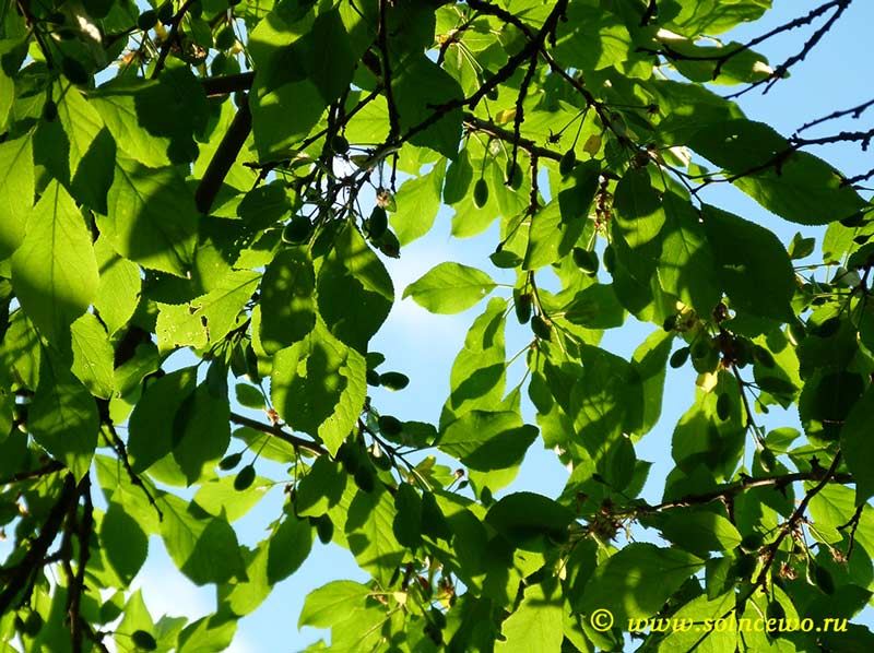 фото "Листья Солнце Небо" метки: природа, цветы