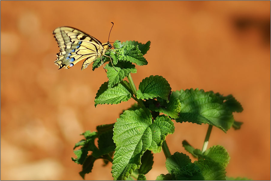 photo "***" tags: nature, flowers, insect