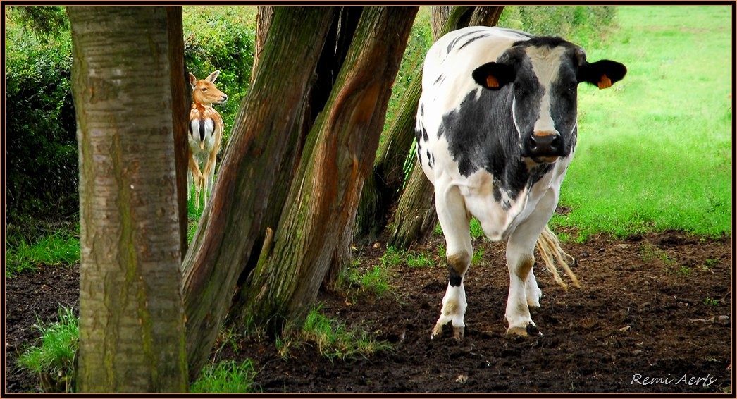 photo "I see you" tags: nature, landscape, pets/farm animals, summer