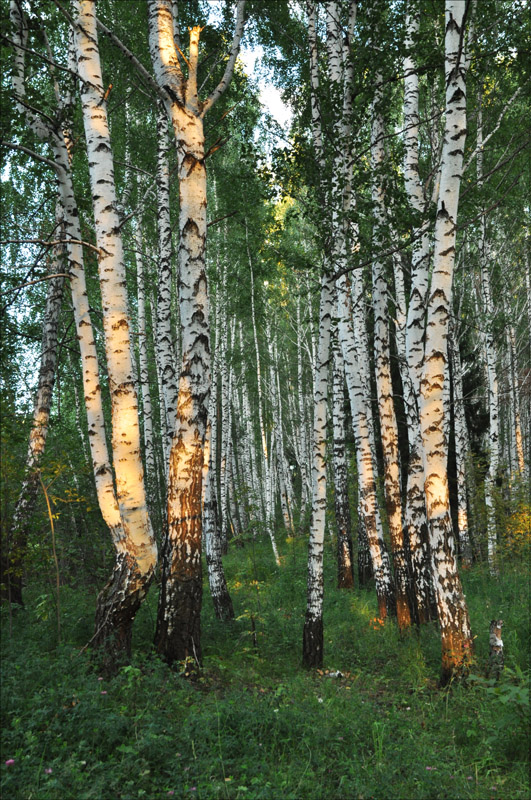 фото "Лесные кокетки" метки: пейзаж, лес