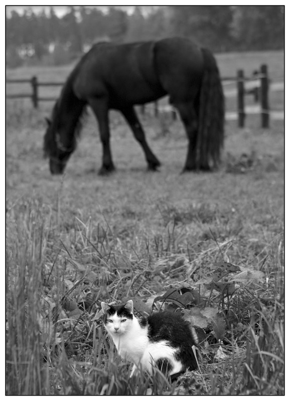 photo "status" tags: nature, black&white, pets/farm animals