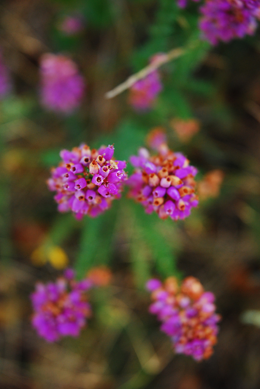 photo "Flower" tags: nature, flowers