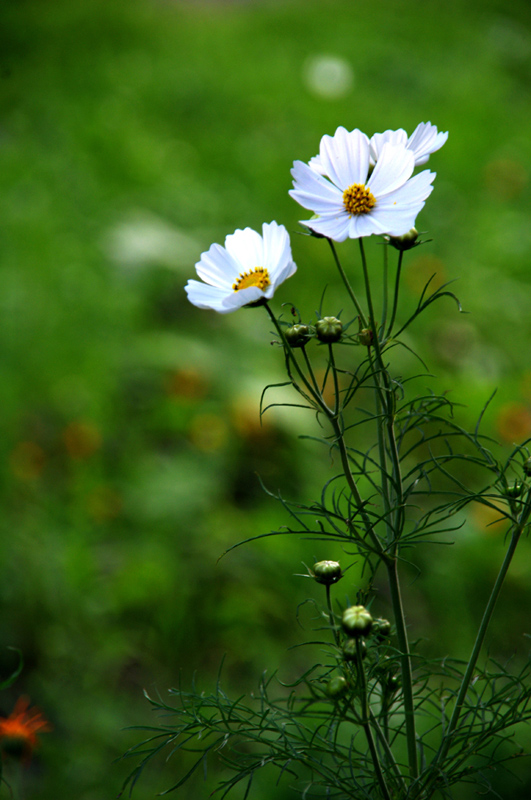 photo "***" tags: nature, flowers