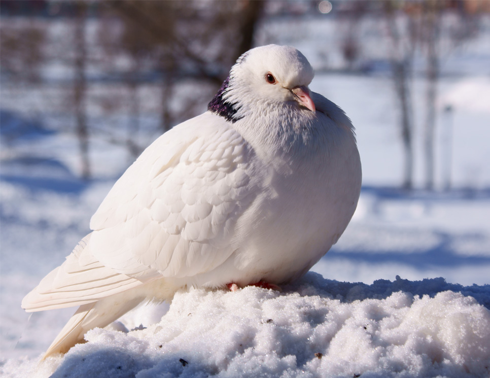 фото "Белый голубь" метки: природа, дикие животные