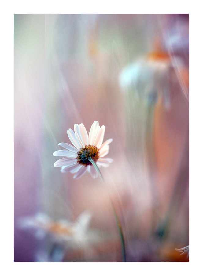 photo "***" tags: nature, still life, flowers