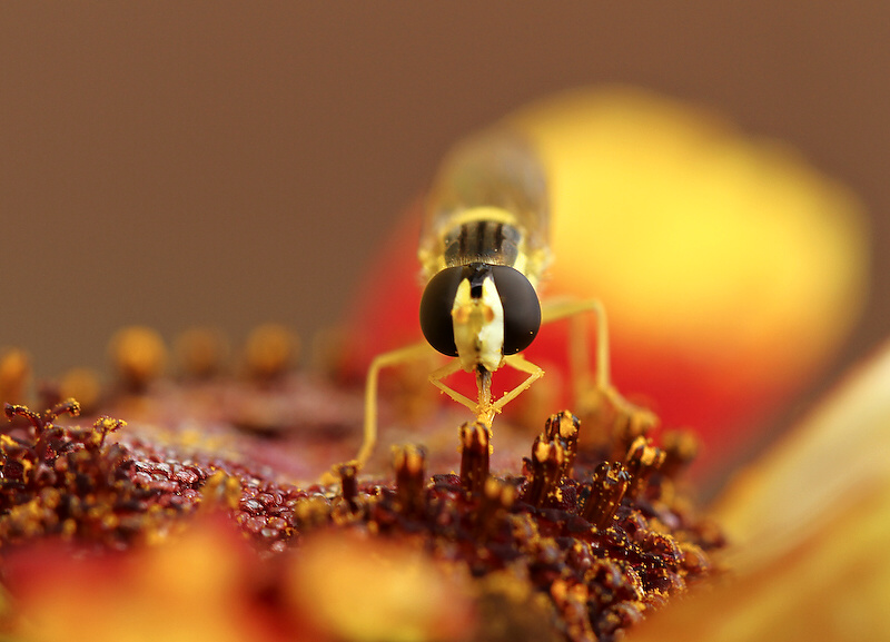 photo "***" tags: nature, insect