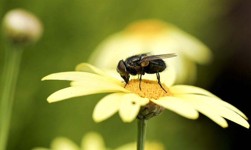 photo "***" tags: nature, insect