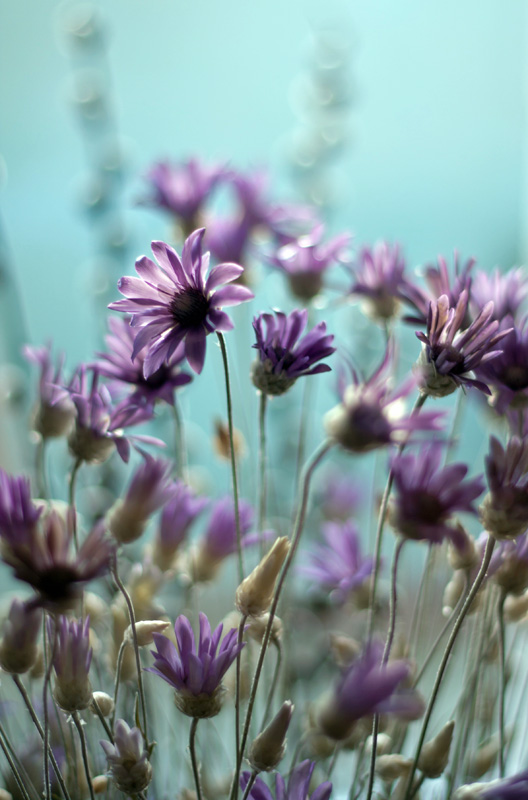 photo "***" tags: nature, flowers
