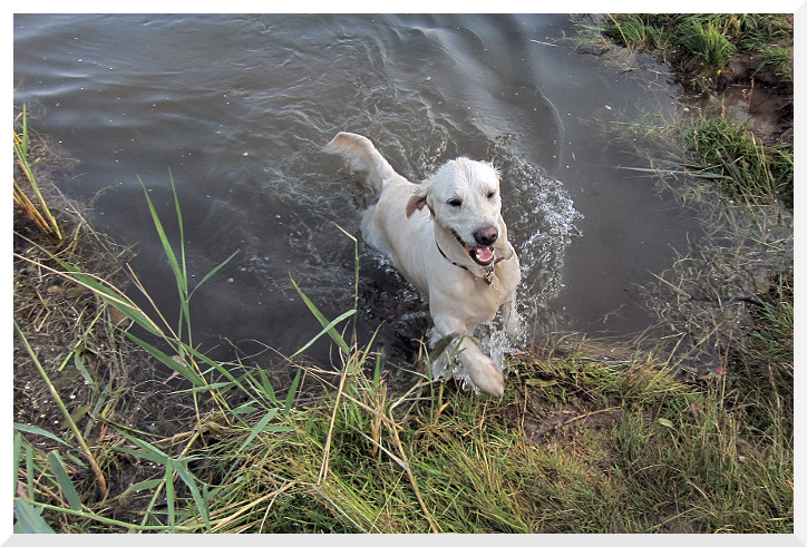 photo "*" tags: nature, pets/farm animals