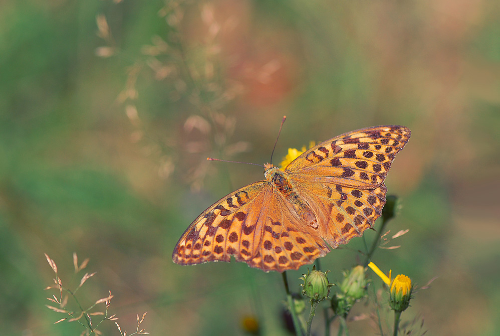 photo "***" tags: nature, insect