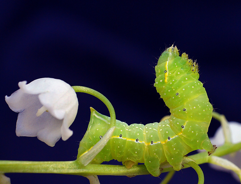 photo "макро,гусеница" tags: macro and close-up, nature, insect