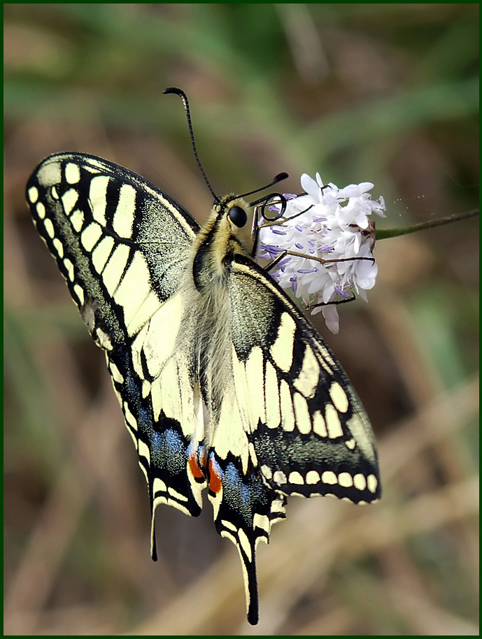 photo "Papilio machaon" tags: nature, insect