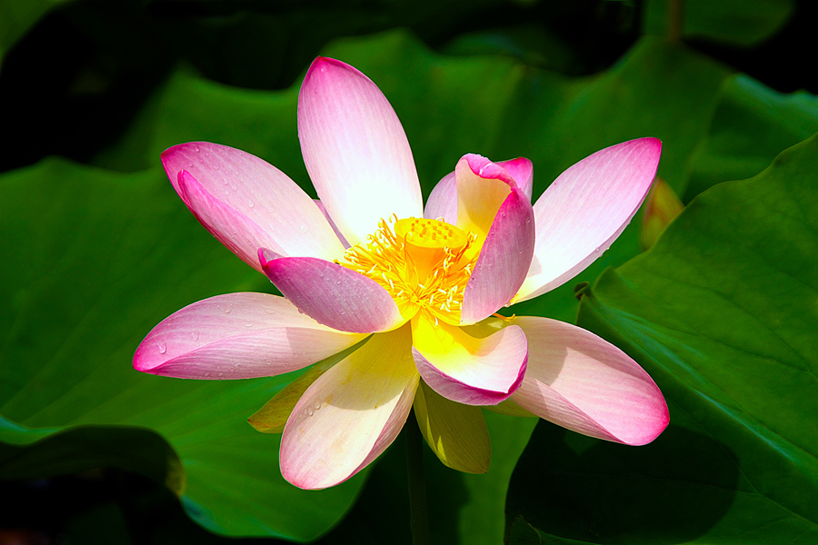 photo "Explosion of beauty" tags: nature, macro and close-up, flowers, lake, lotus