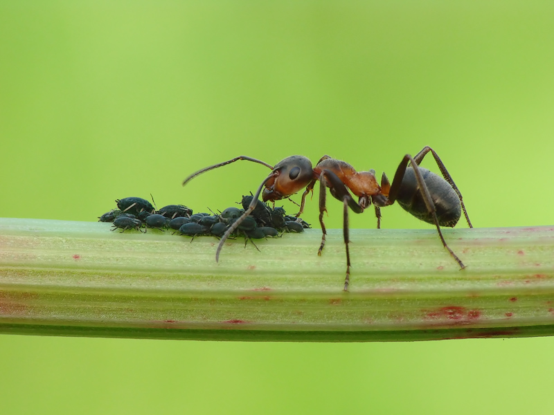 photo "cowherd" tags: nature, macro and close-up, insect