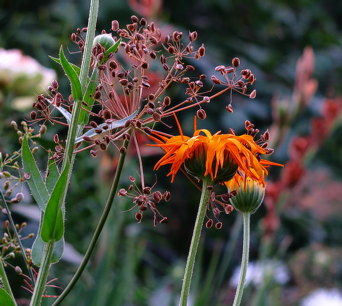 photo "***" tags: nature, flowers