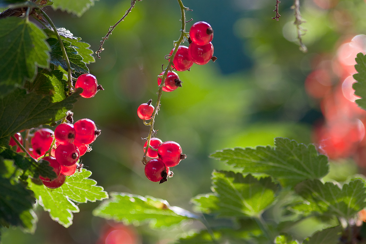 photo "***" tags: nature, flowers